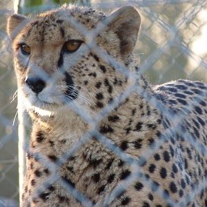 Turkus the Cheetah