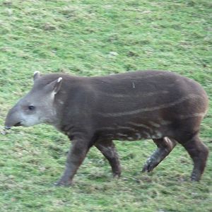 Rio the Brazillian Tapir