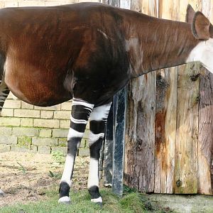 Okapi; London Zoo; 17th January 2010