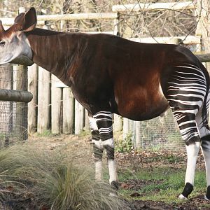 Okapi; London Zoo; 17th January 2010