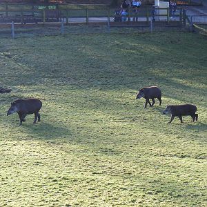 Summer, Rio and Ronaldo the Brazilian tapirs at Marwell Wildlife, 17 Januar