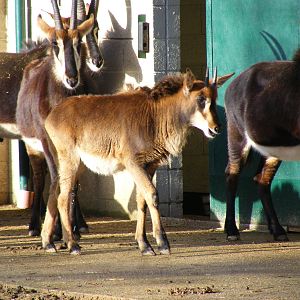 Sable antelopes at Marwell Wildlife, 17 January 2010