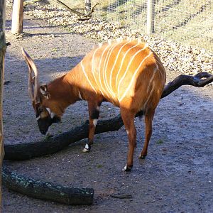 Bongo at Marwell Wildlife, 17 January 2010