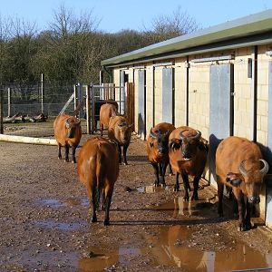 Congo buffaloes at Marwell Wildlife, 17 January 2010