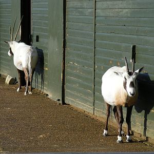 Arabian oryxes at Marwell Wildlife, 17 January 2010