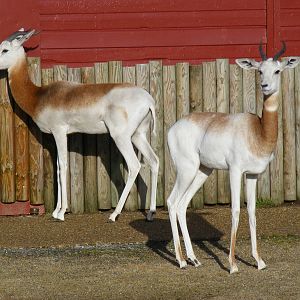 Dama gazelles at Marwell Wildlife, 17 January 2010