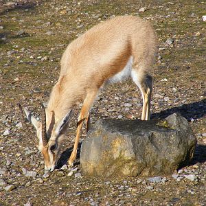 Dorcas gazelle at Marwell Wildlife, 17 January 2010