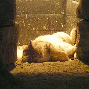 Arabian sand cat at Marwell Wildlife, 17 January 2010
