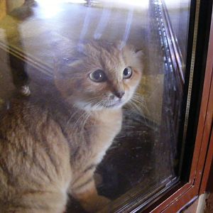 Arabian sand cat at Marwell Wildlife, 17 January 2010