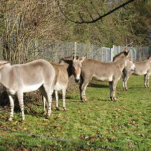 Possa, Tikva, Nadifa and Jahzara the Somali wild asses at Marwell Wildlife,