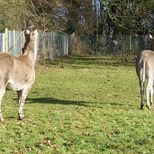 Somali wild asses at Marwell Wildlife, 17 January 2010