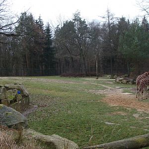 giraffe and ostrich exhibit