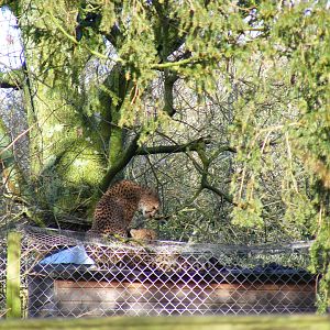 Juba and Suki the offshow cheetah sisters at Marwell Wildlife, 17 January 2