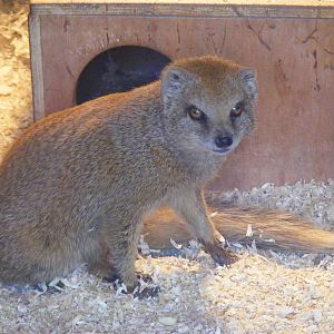 Yellow mongoose at Marwell Wildlife, 17 January 2010