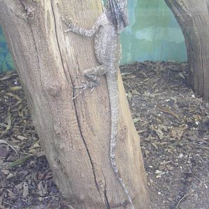 Frilled lizard (frilled dragon) at Marwell Wildlife, 17 January 2010