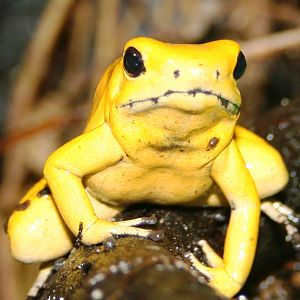 Golden poison arrow frog; London Zoo; 17th January 2010