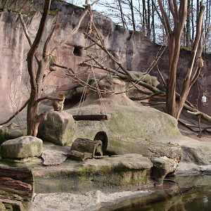 exhibit for barbary macaques
