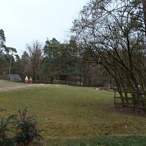 exhibit for bactrian camel and onager