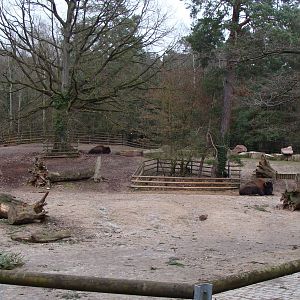 bison exhibit