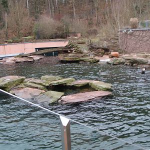 californian sea lion and common seal pool