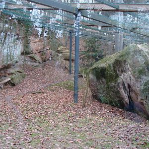 snow leopard exhibit
