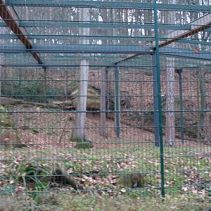 snow leopard exhibit