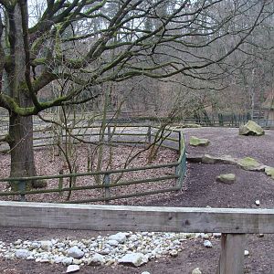 exhibit for nilgau/nilgai and blackbuck