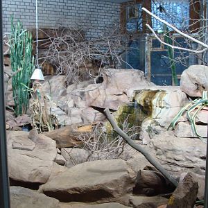 banded mongoose indoor