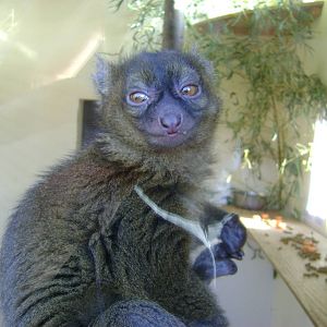Bamboo lemur