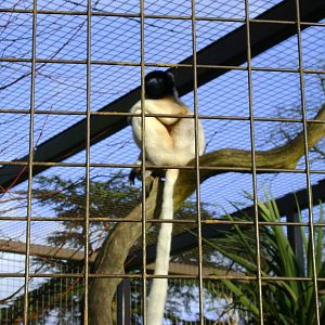 Sifaka