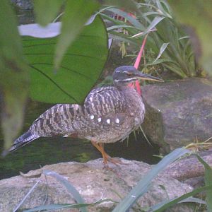 Sunbittern