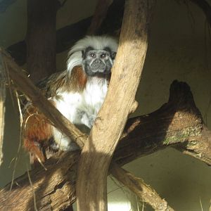 Cotton top tamarin