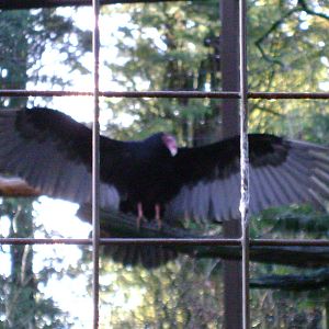 Turkey Vulture