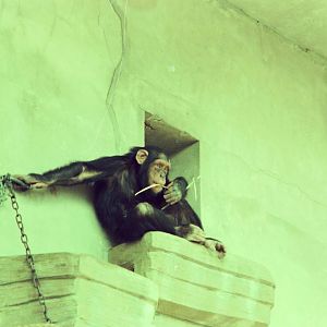 Copenhagen Zoo Circa 1974 - Chimpanzee