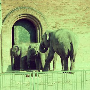 Copenhagen Zoo Circa 1974 - Asiatic Elephants