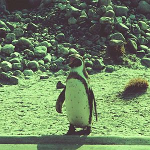 Copenhagen Zoo Circa 1974 - Penguin exhibit