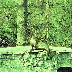 Copenhagen Zoo Circa 1974 - Sea Lion