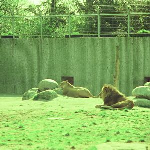 Copenhagen Zoo Circa 1974 - African Lion exhibit