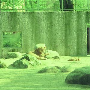 Copenhagen Zoo Circa 1974 - African Lion exhibit