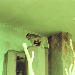 Copenhagen Zoo Circa 1974 - Baboon