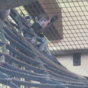 Baby langur!