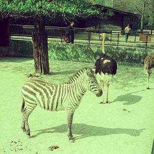 Copenhagen Zoo Circa 1974 - Zebra and Ostrich exhibit