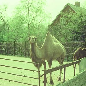 Copenhagen Zoo Circa 1974 - Bactrian Camel enclosure