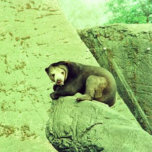 Copenhagen Zoo Circa 1974 - Malayan Sun Bear