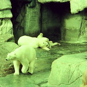 Copenhagen Zoo Circa 1974 - Polar Bear grotto