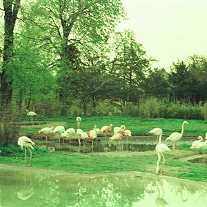 Copenhagen Zoo Circa 1974 - Flamingo pond