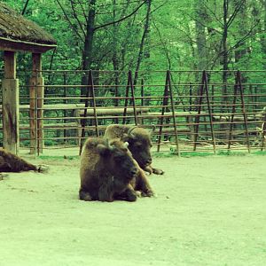 Copenhagen Zoo Circa 1974 - Bison enclosure