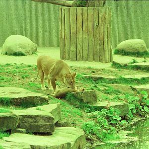 Copenhagen Zoo Circa 1974 - African Lion exhibit
