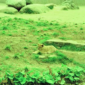 Copenhagen Zoo Circa 1974 - African Lion cub