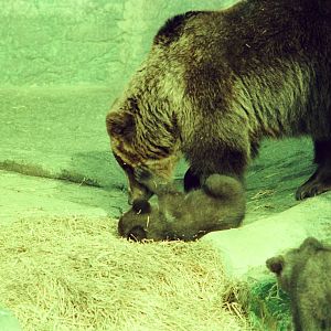 Copenhagen Zoo Circa 1974 - Brown Bear with cubs